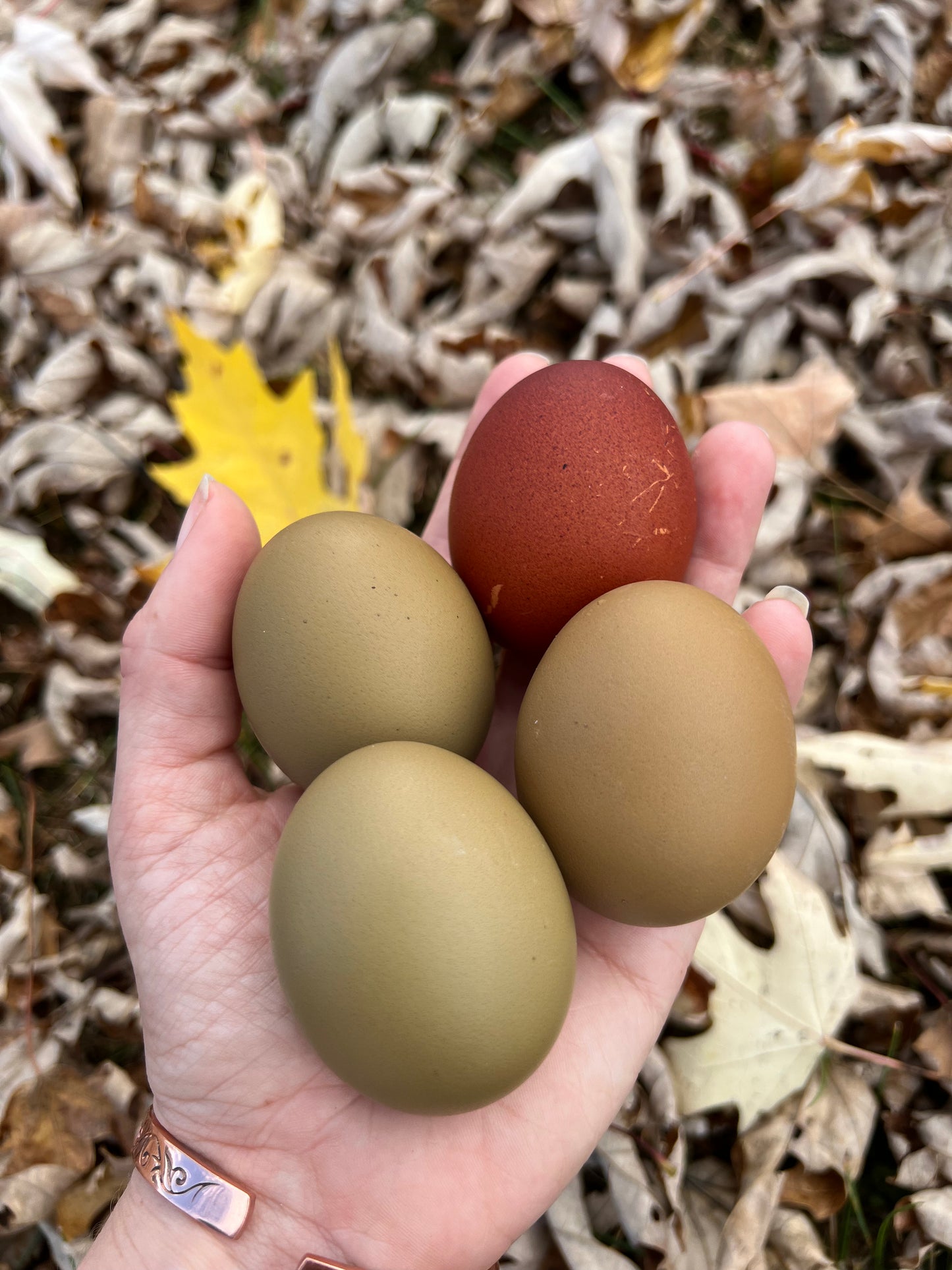 Multigenerational Olive Eggers