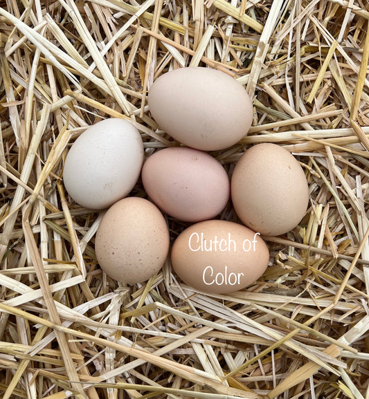 Bresse Hatching Eggs